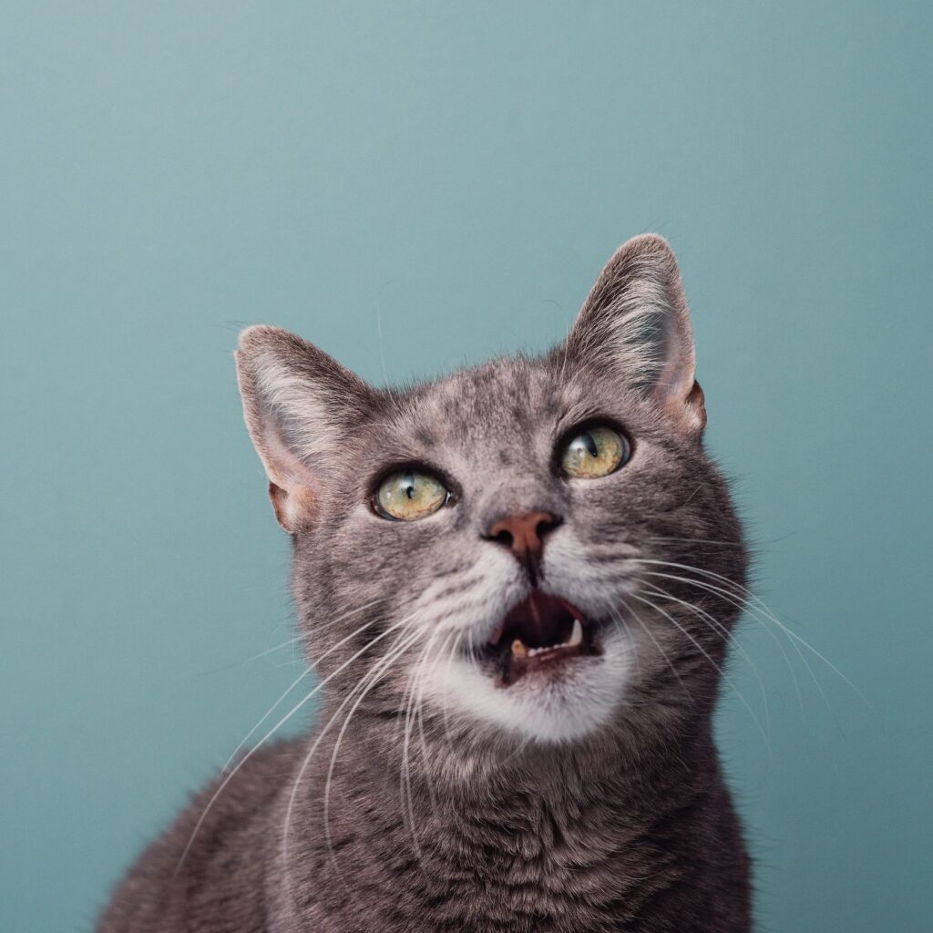 Adorable grey cat against blue