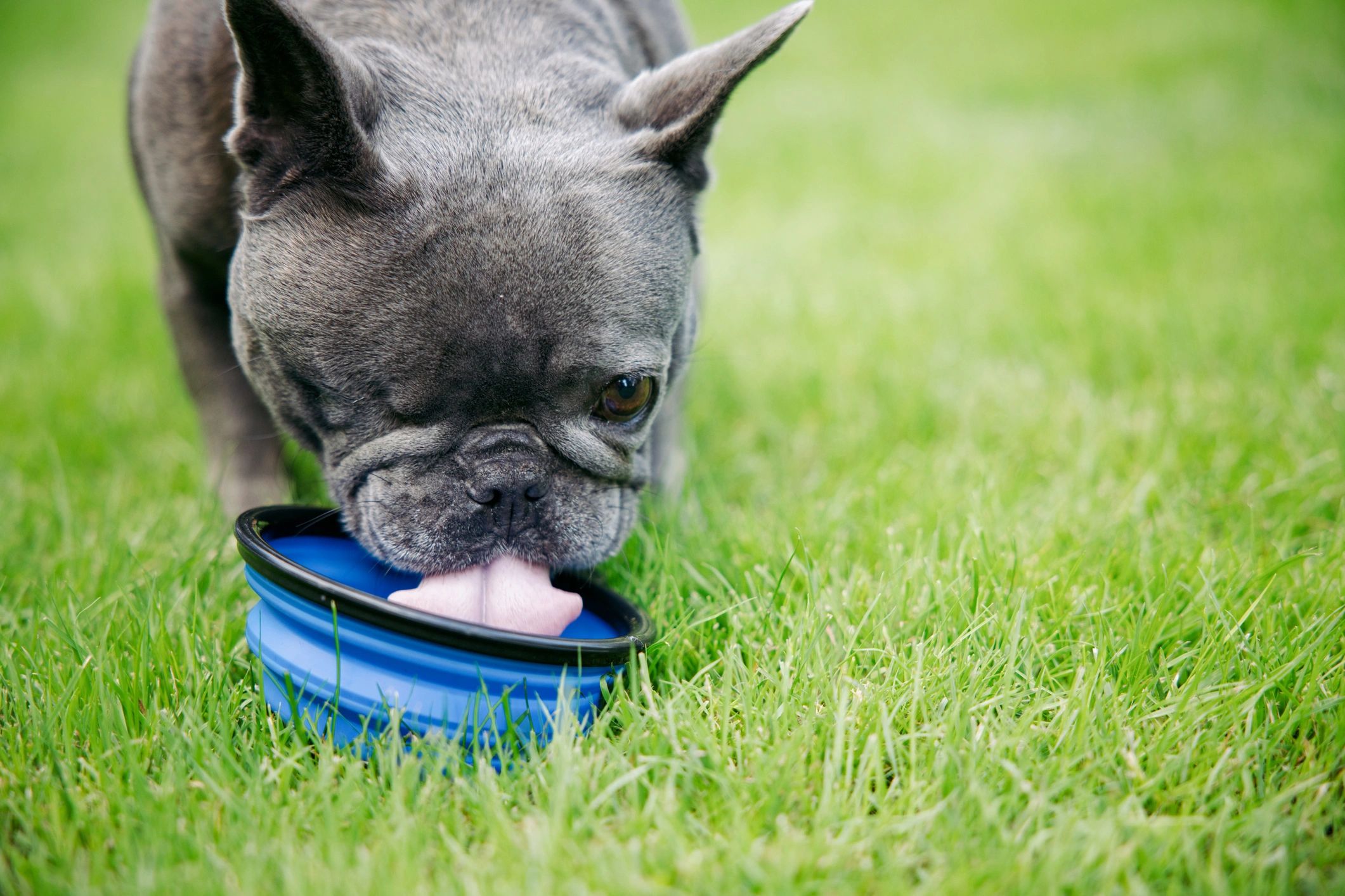 Dog drinking from a portable water bowl