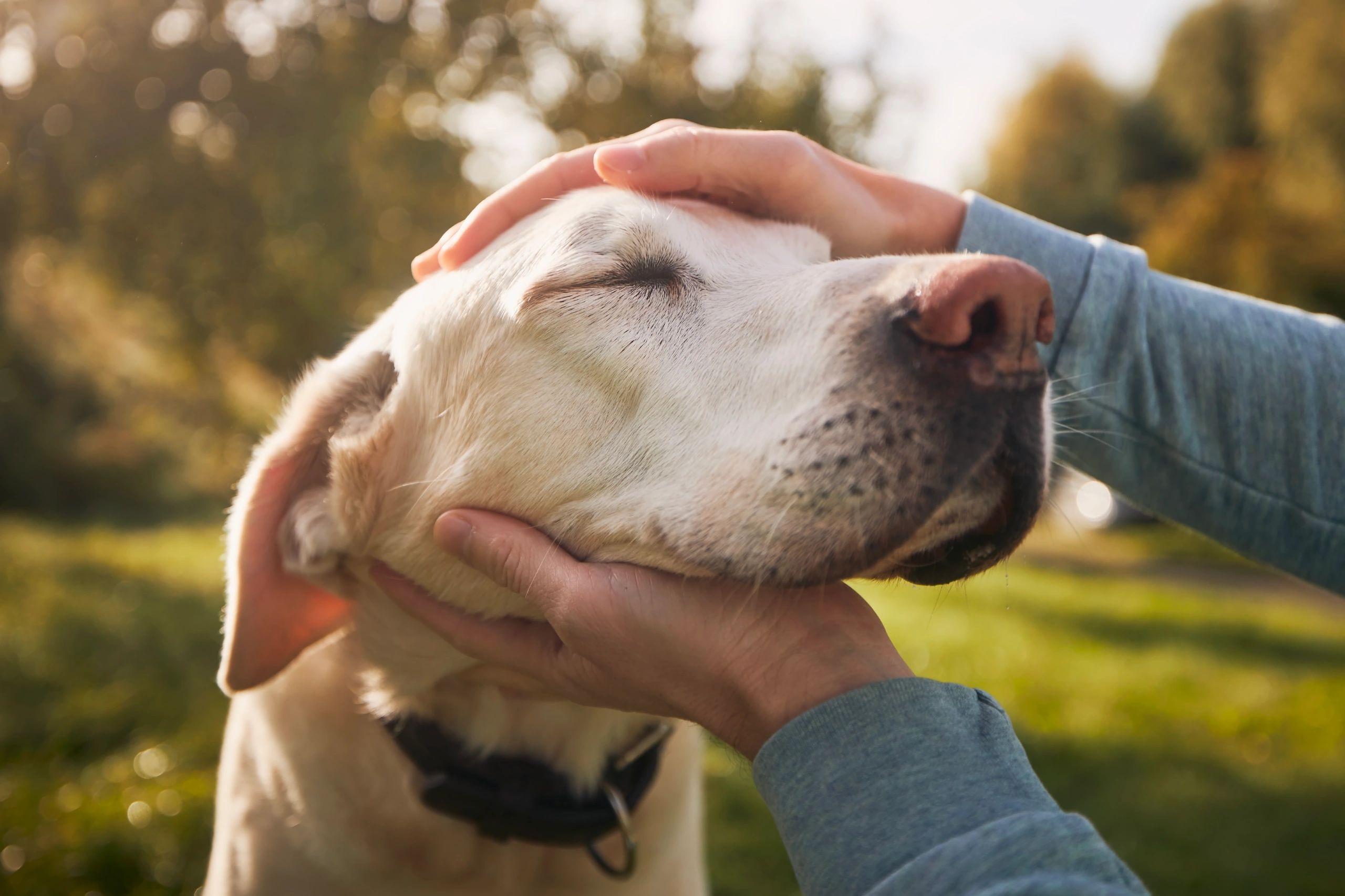 Pet owner spending time with an older dog outdoors