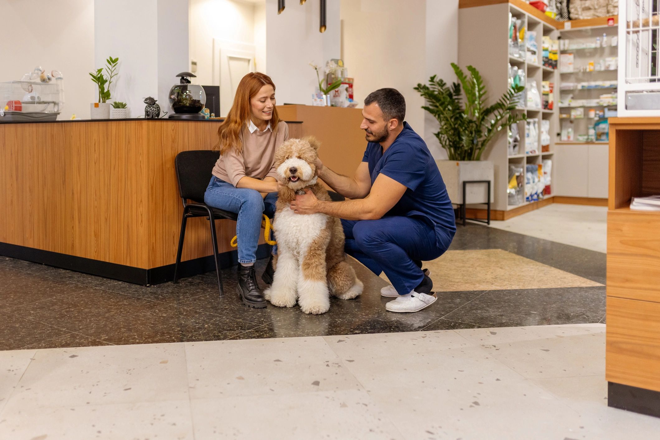 Veterinarian consulting with a dog owner and calm poodle