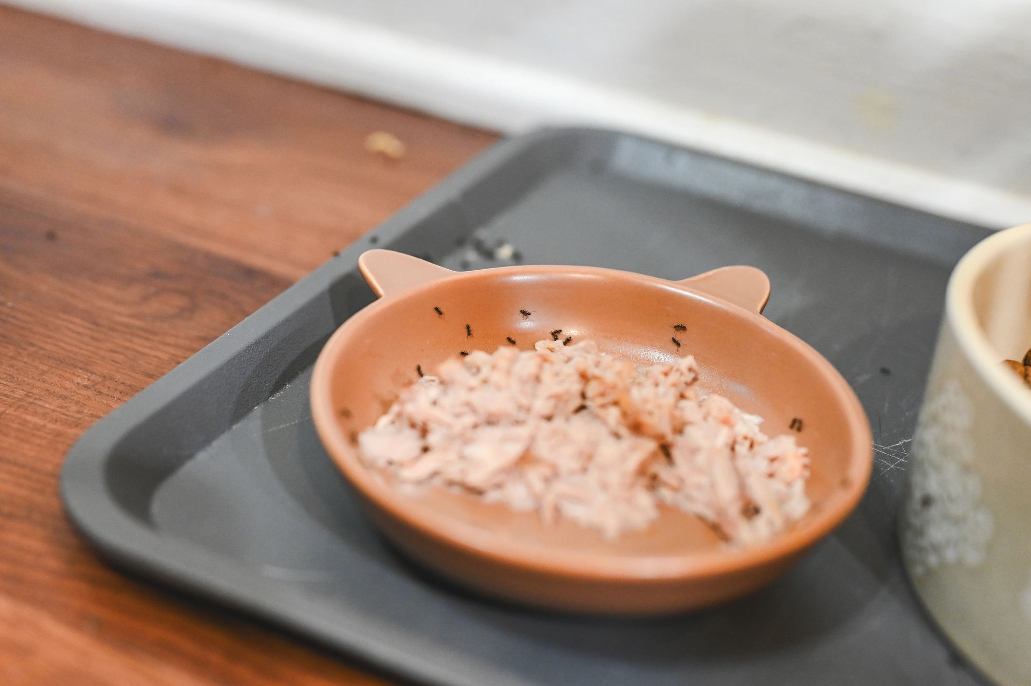 Pet food in a bowl